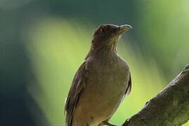 Clay-colored Thrush