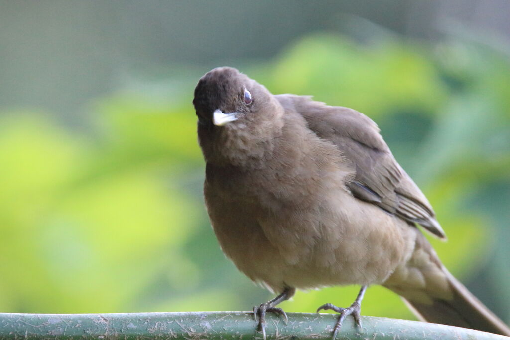 Clay-colored Thrush