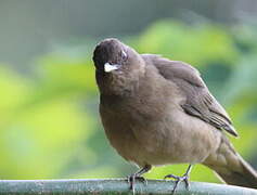 Clay-colored Thrush