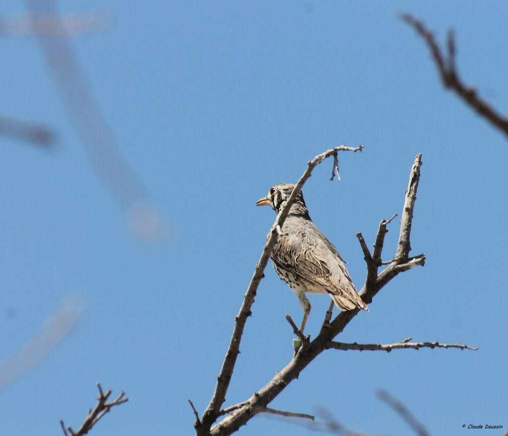 Groundscraper Thrush