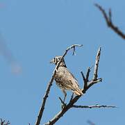 Groundscraper Thrush