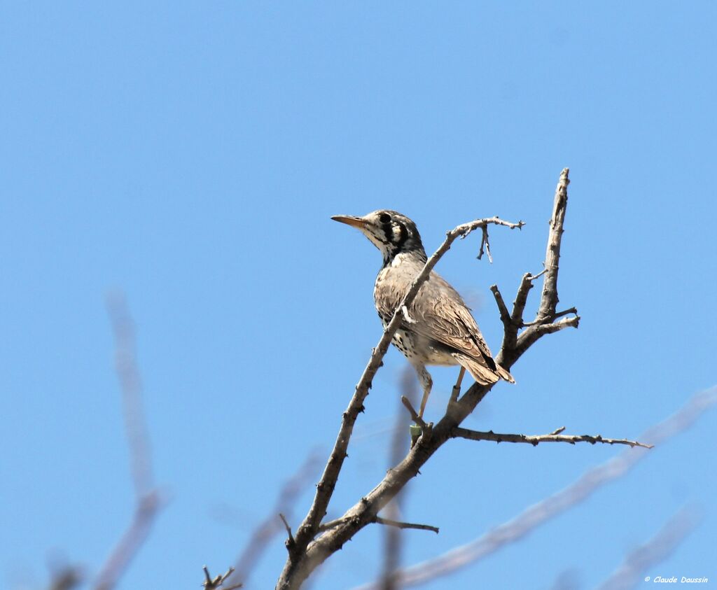 Merle litsitsirupa