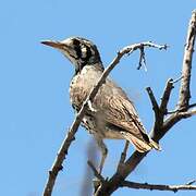 Groundscraper Thrush