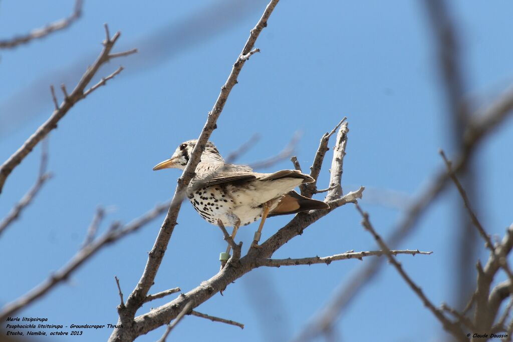 Groundscraper Thrush