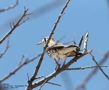 Groundscraper Thrush