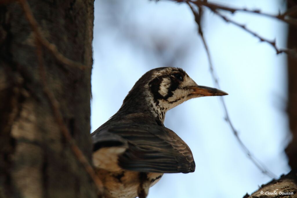 Groundscraper Thrush