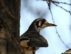 Groundscraper Thrush