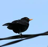 Common Blackbird