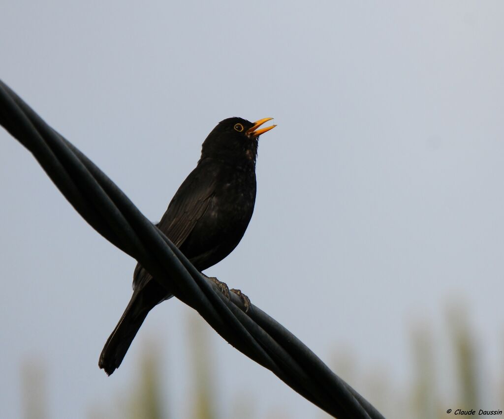 Common Blackbird