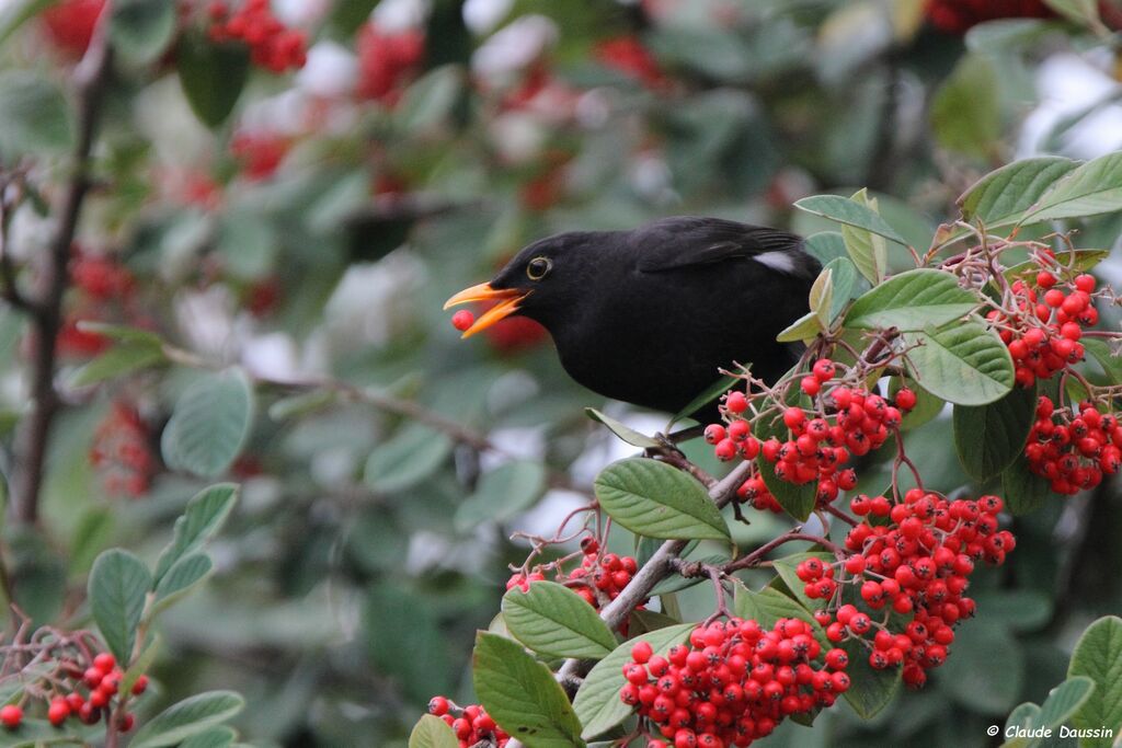 Common Blackbird