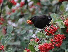 Common Blackbird