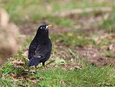 Common Blackbird