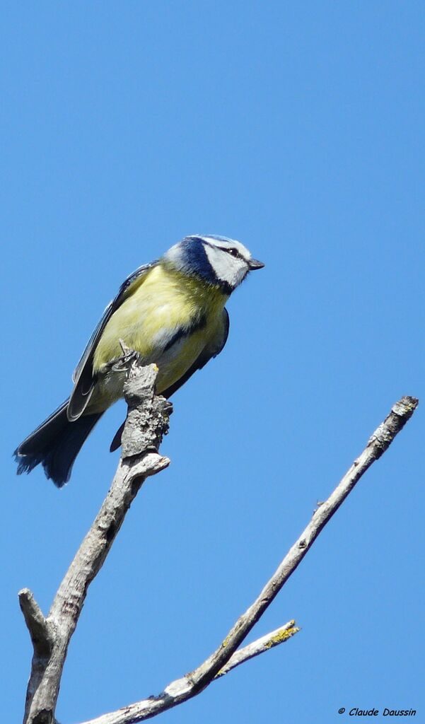 Eurasian Blue Tit