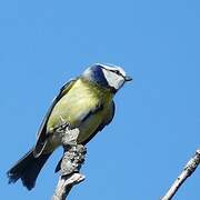 Eurasian Blue Tit