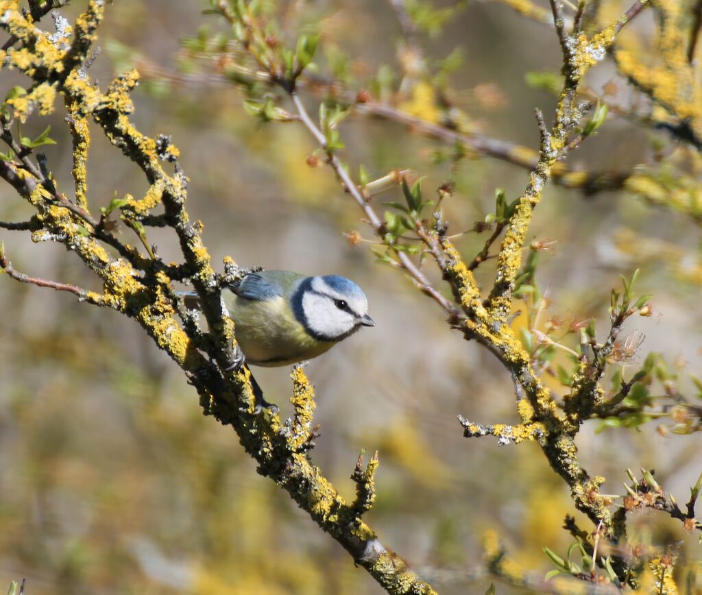 Eurasian Blue Tit