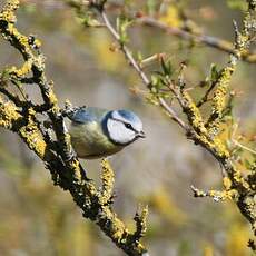 Mésange bleue