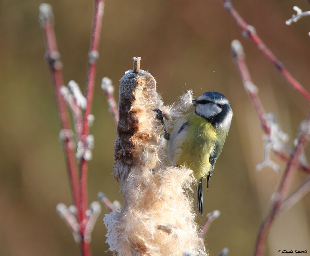 Eurasian Blue Tit