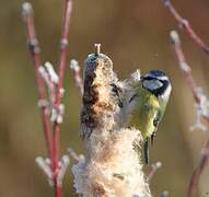 Eurasian Blue Tit