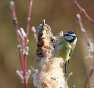 Mésange bleue