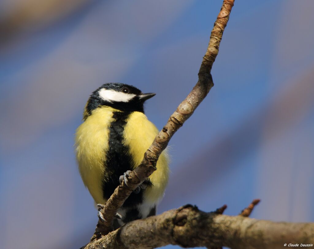 Great Tit