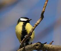 Great Tit