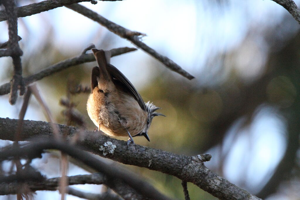 Crested Tit