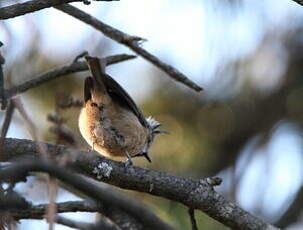 Mésange huppée