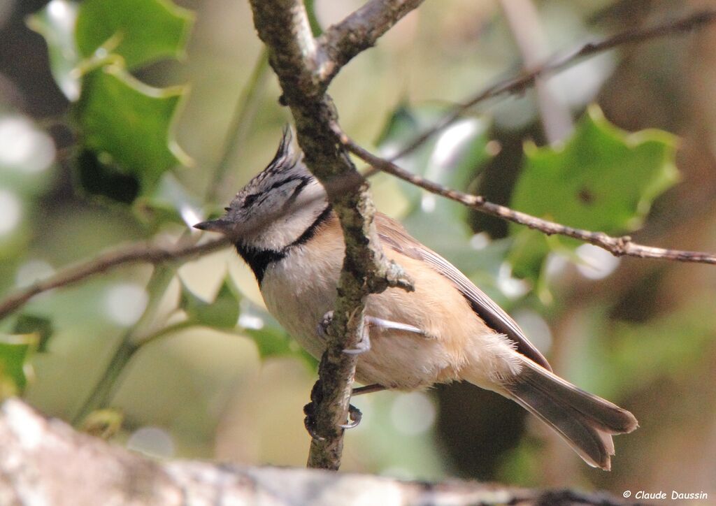 Mésange huppée