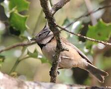 European Crested Tit