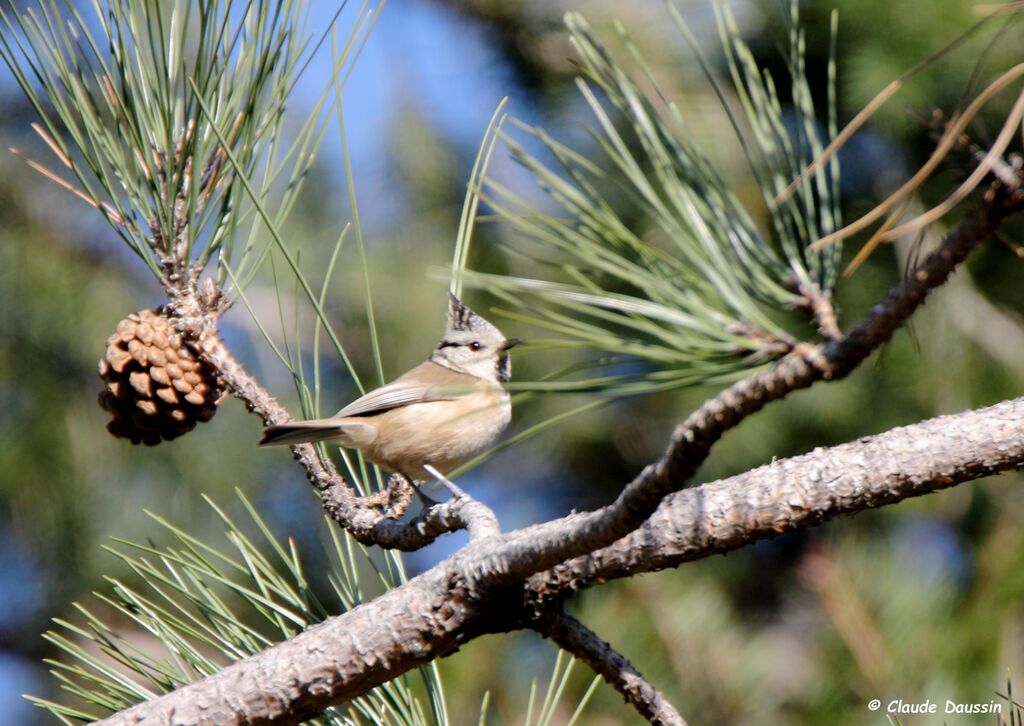 Mésange huppée