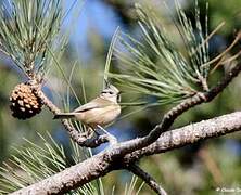 European Crested Tit