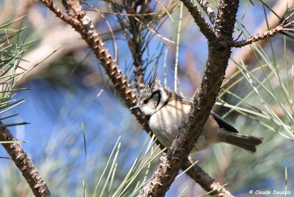 European Crested Tit