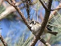 European Crested Tit