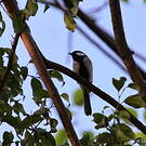 Mésange indienne