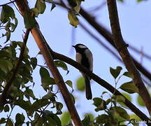 Cinereous Tit