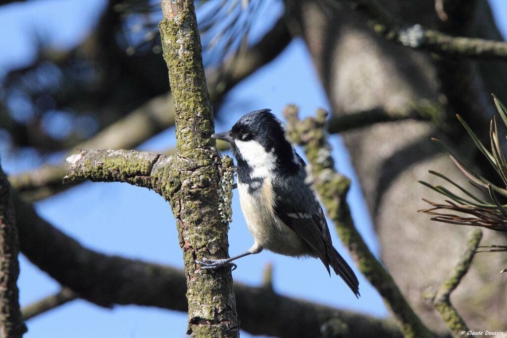 Coal Tit