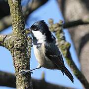 Coal Tit