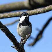 Coal Tit