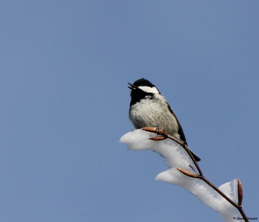 Mésange noire