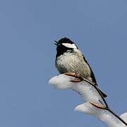 Coal Tit