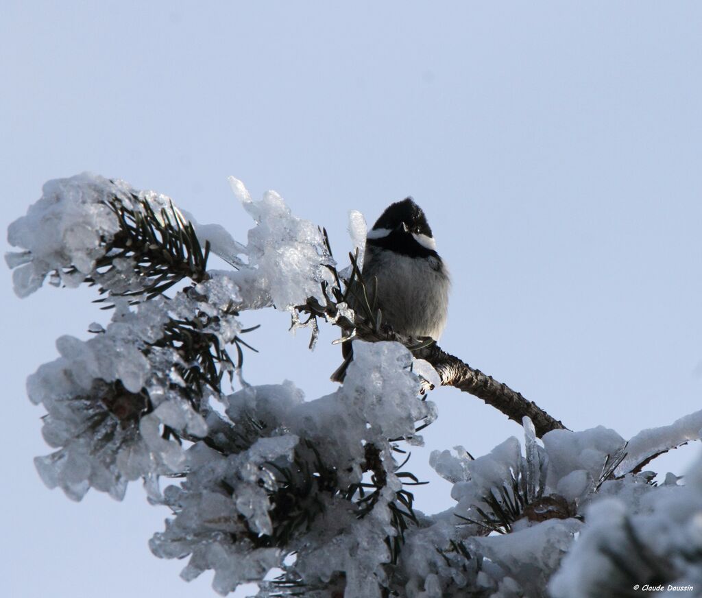 Coal Tit