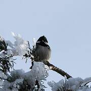 Coal Tit