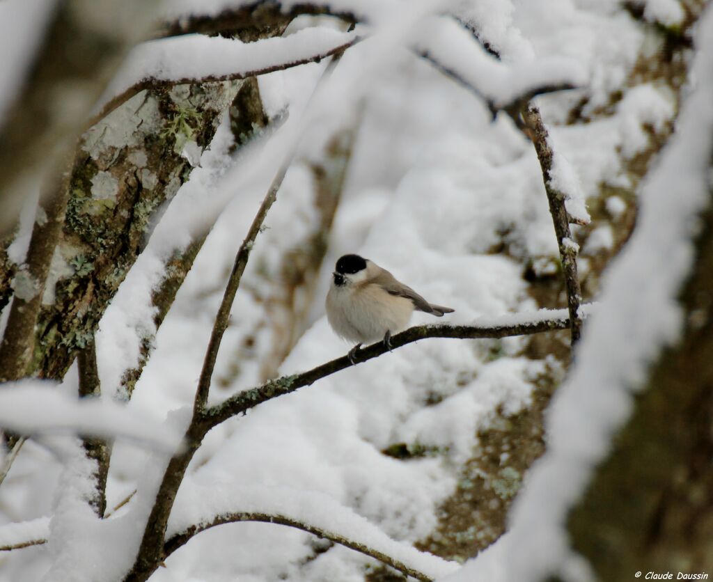 Marsh Tit