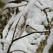 Marsh Tit