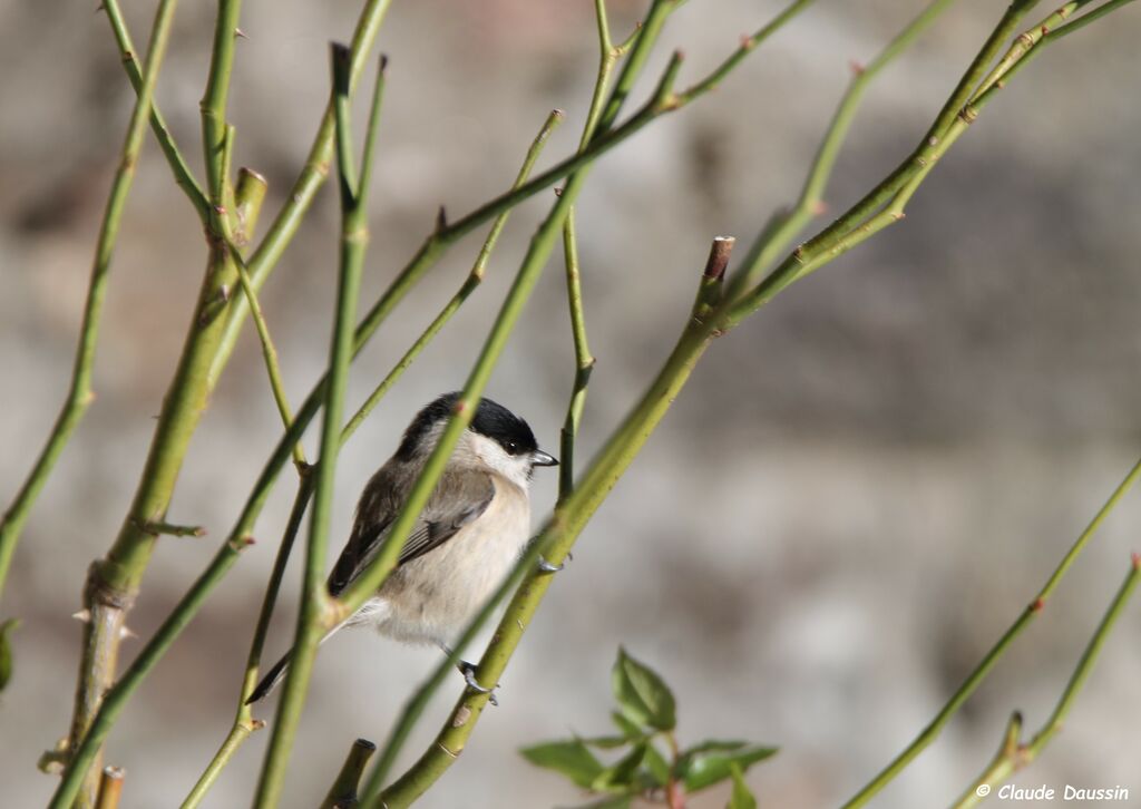 Mésange nonnette