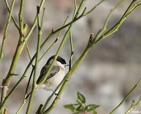 Mésange nonnette