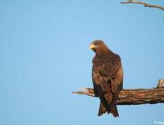 Yellow-billed Kite