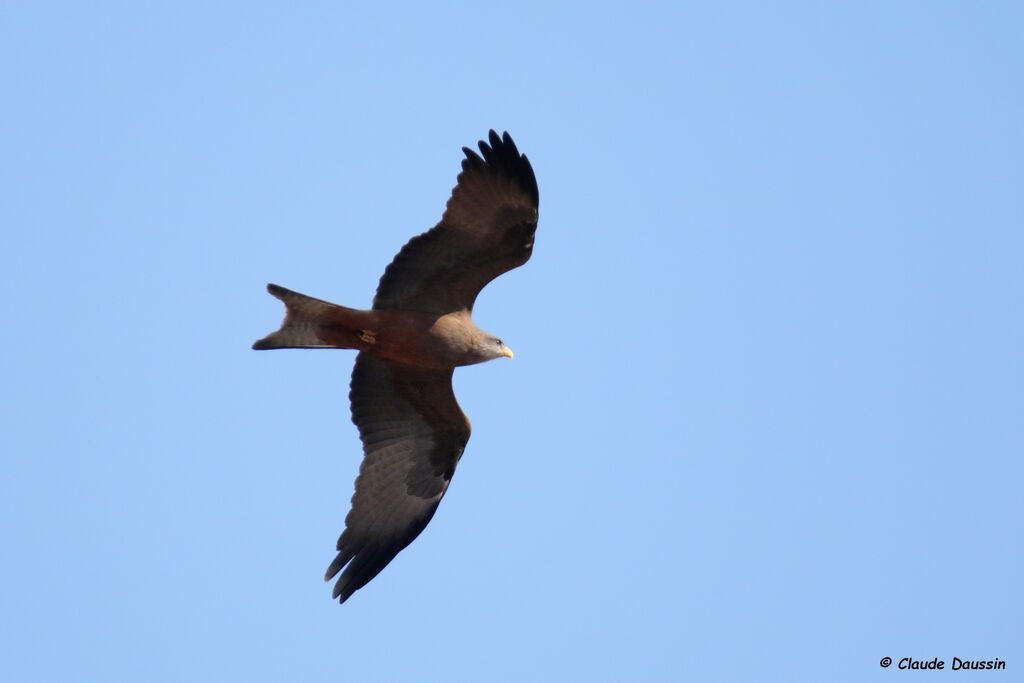 Yellow-billed Kite