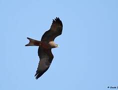 Yellow-billed Kite