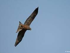 Yellow-billed Kite